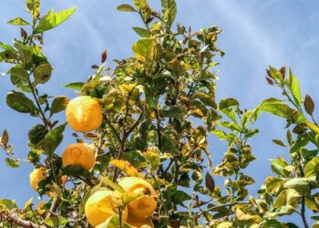 Dal Dal Limon / Galip Uçar