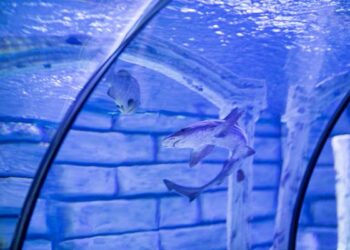 İçimizdeki Mia / Elif Kahriman