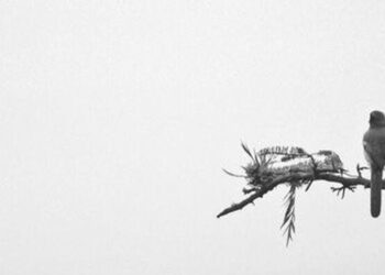 Ortak Ses /  Adem Tok