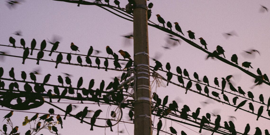 Kargalar Neden Hep Kahkaha Atarlar? / Zeliha Korkmaz