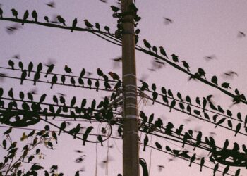 Kargalar Neden Hep Kahkaha Atarlar? / Zeliha Korkmaz