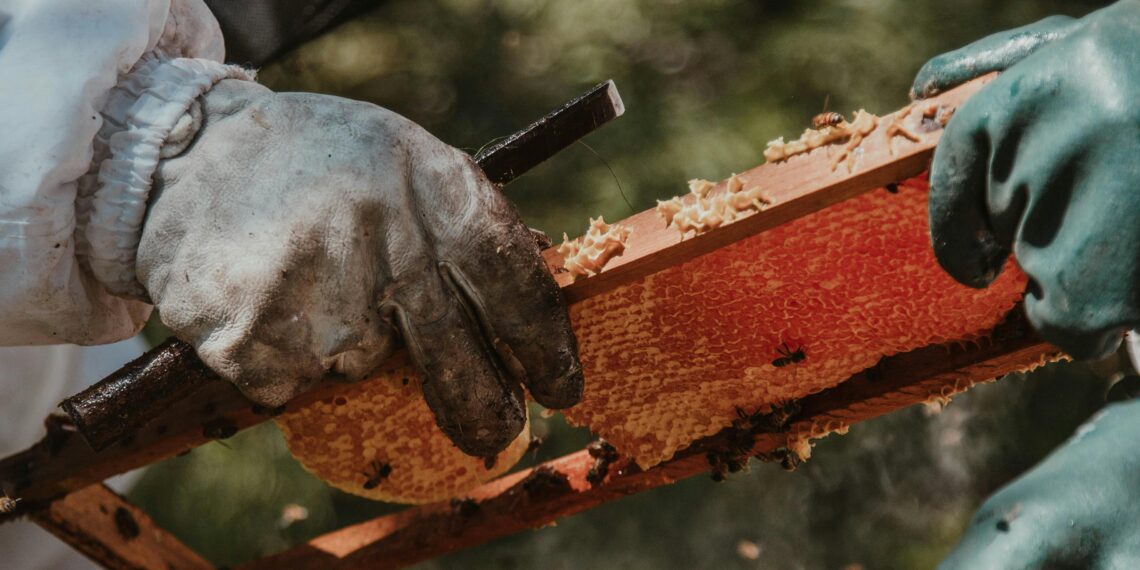 Bal Gibi / Ersin Sarak