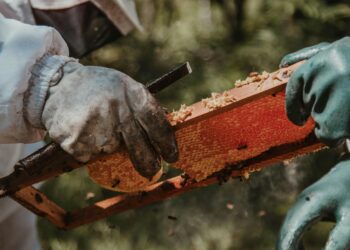 Bal Gibi / Ersin Sarak