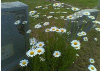 Mezarlık Başındaki Papatyalar