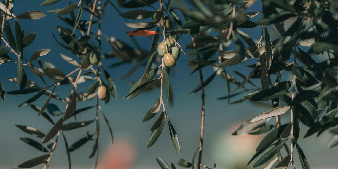 Zeytin Ağacı / Çilem Kılıç