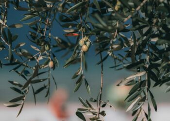 Zeytin Ağacı / Çilem Kılıç