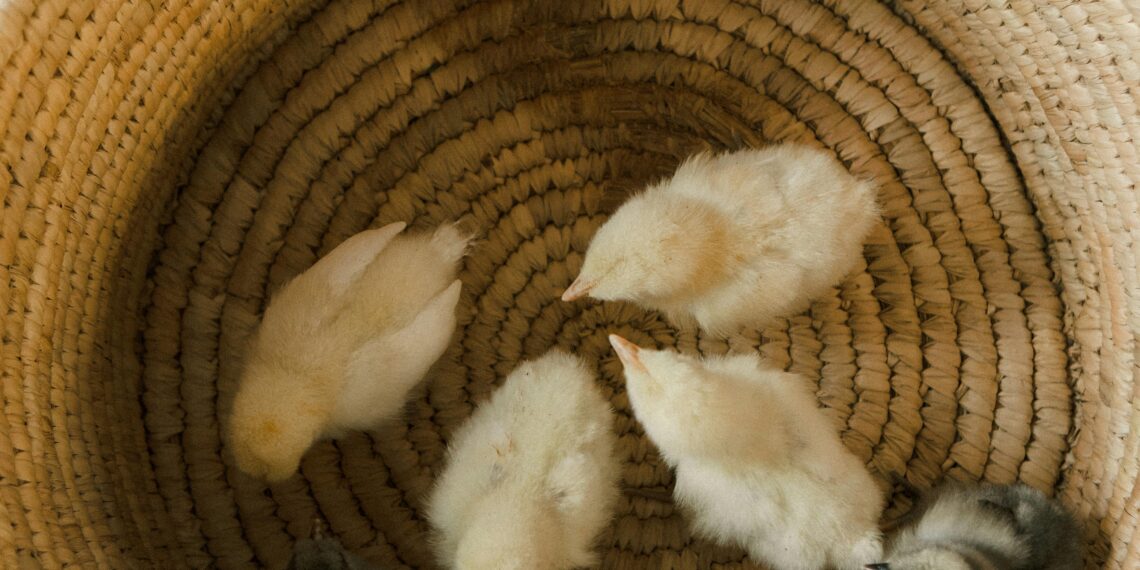 Çorap /  Senem Özkan