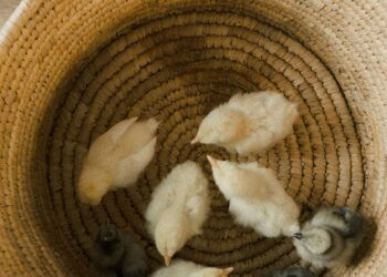 Çorap /  Senem Özkan