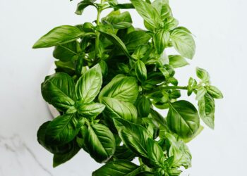 Uzun Hikaye Kısa Şiir / Su Sesim Şahin