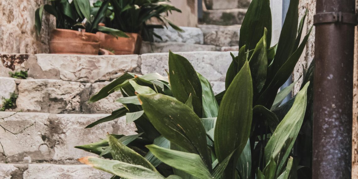 Almenya / Adnan Oğlu