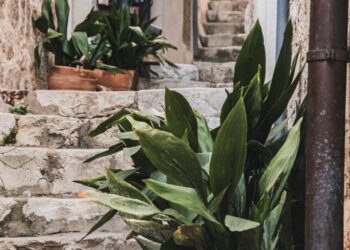 Almenya / Adnan Oğlu