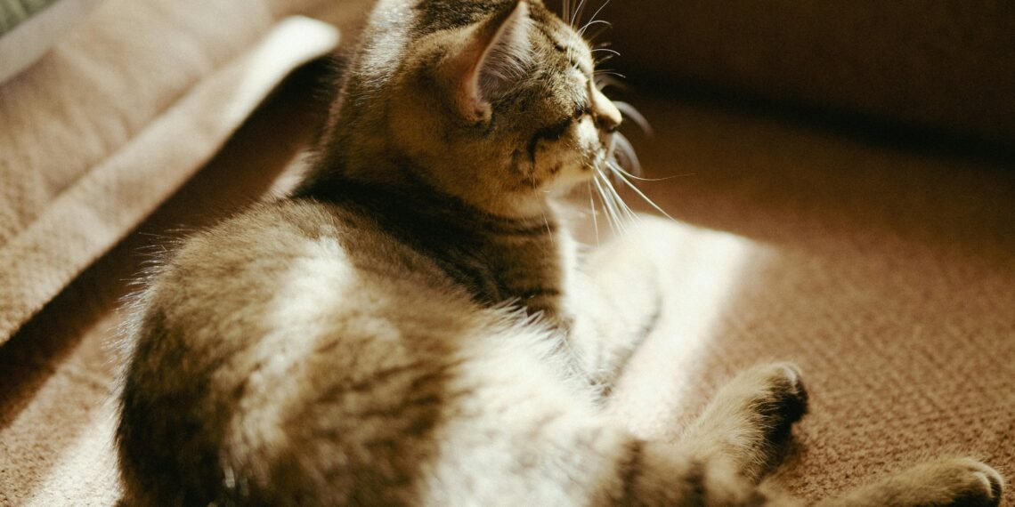 düşün-süz / Asya Akın