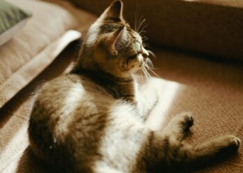 düşün-süz / Asya Akın