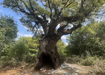 YAŞLANMIŞ AĞAÇLAR