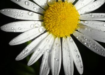 Papatya / Sonnur Karapınar