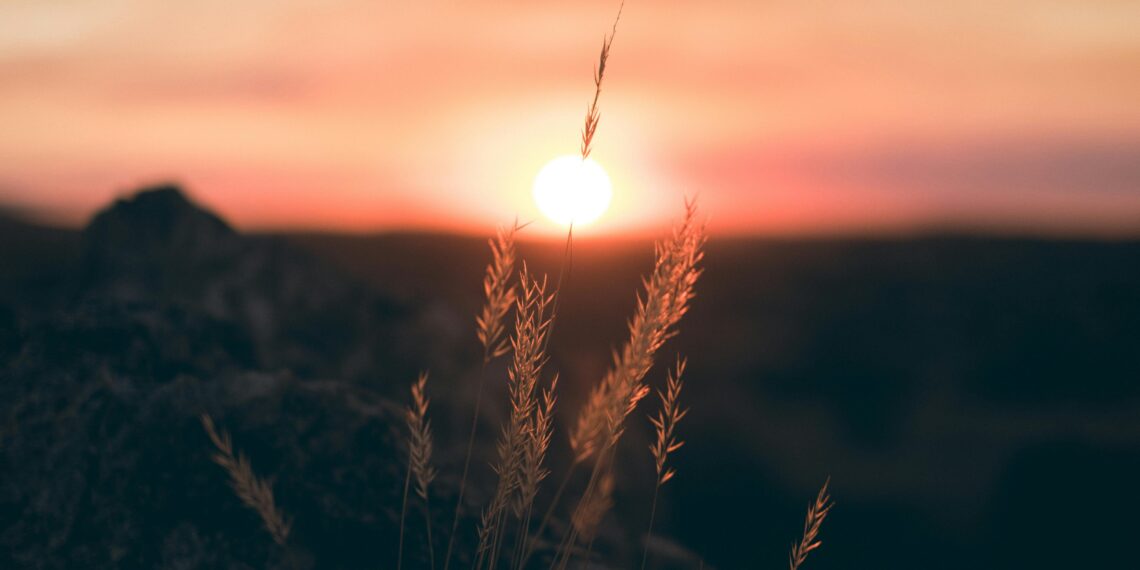 Düş Ağı / Mehmet Şirin Aydemir