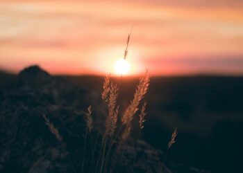 Düş Ağı / Mehmet Şirin Aydemir