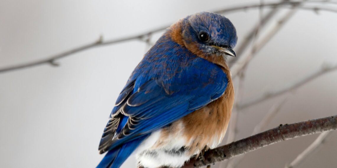 Mavi Kuş / Dinar Keskin