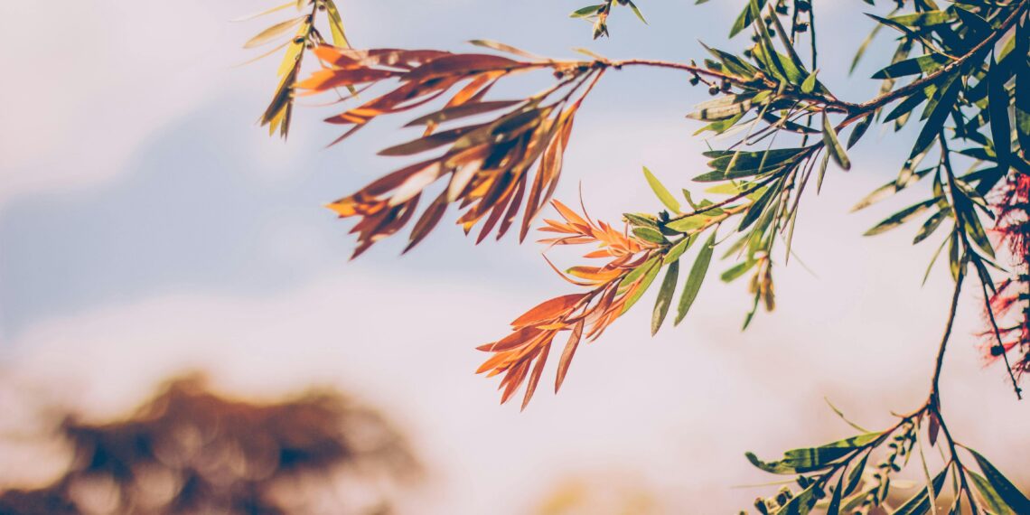 Kalbim Hep Eylül / Mehmet Şirin Aydemir