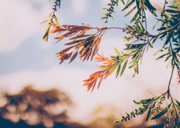 Kalbim Hep Eylül / Mehmet Şirin Aydemir