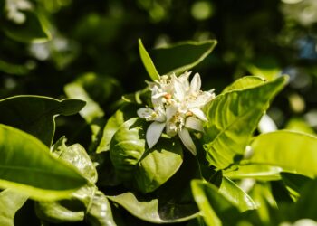 Kahvaltı Tam Sekizde / Şükrü Beşiktaş