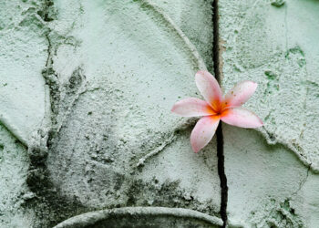 Çatlakta Açan Çiçek