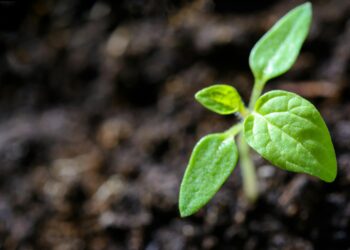 Bir Avuç Toprak / Zehra Deveci