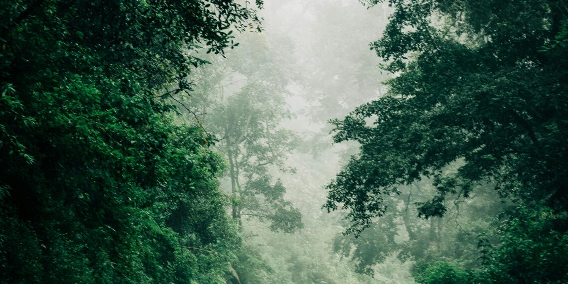 Kendi Yolum / Nevin Yılmaz