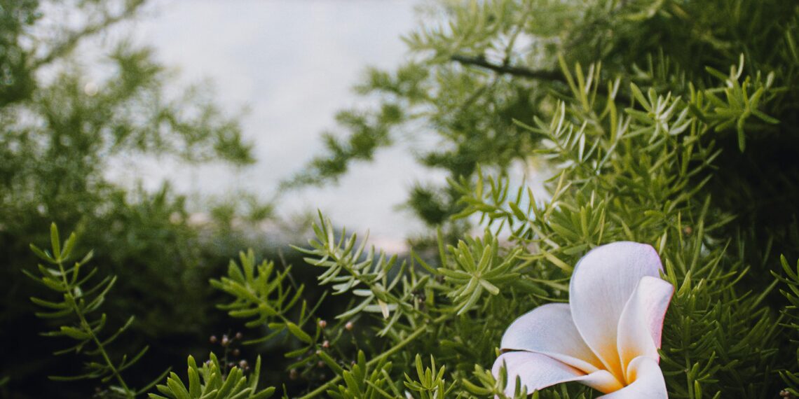 Barışın Yüreğinde / İrfan Görgün