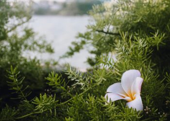 Barışın Yüreğinde / İrfan Görgün