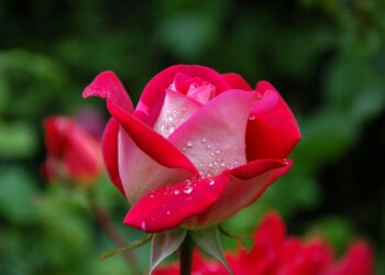 Tevessüm-i Şehîd (تَبَسُّمِ شَهِيد) / Saliş Atahan