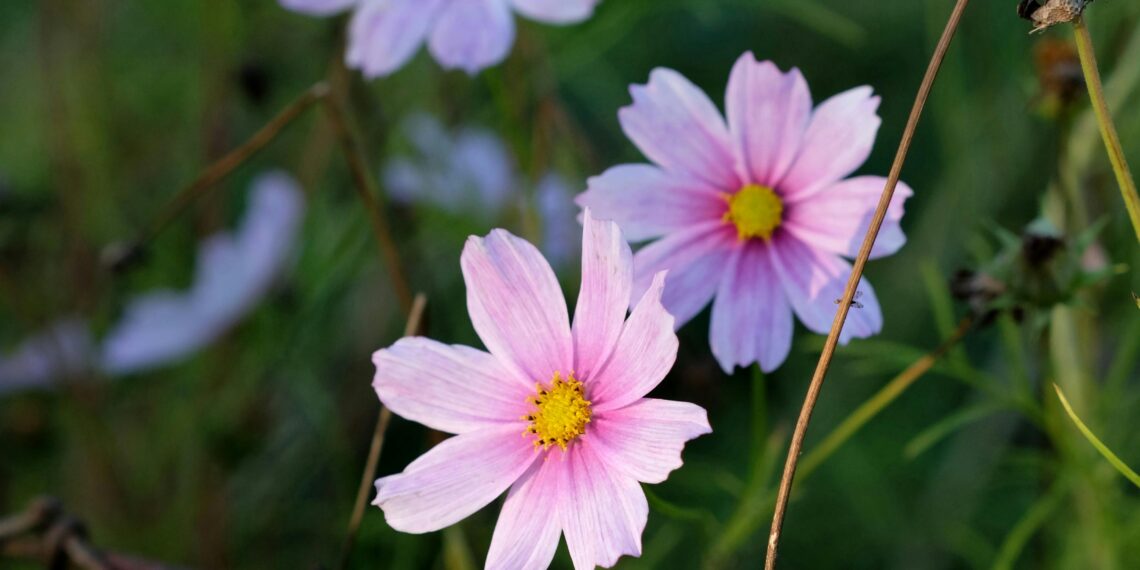 Zamana Yenik Düşen Erdem / Ayça Peçenek