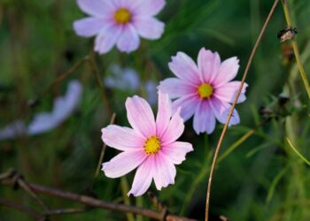 Zamana Yenik Düşen Erdem / Ayça Peçenek