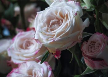 Aşk Üzerine / Ebrar Mülayim