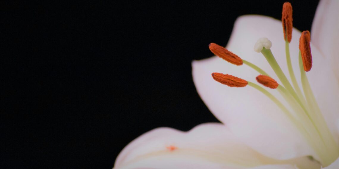 Bana Zambaklar Getir / Esma Koşar