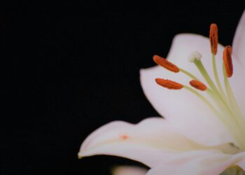 Bana Zambaklar Getir / Esma Koşar