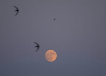 Kulpsuz Kollar / Arda Ertuğ