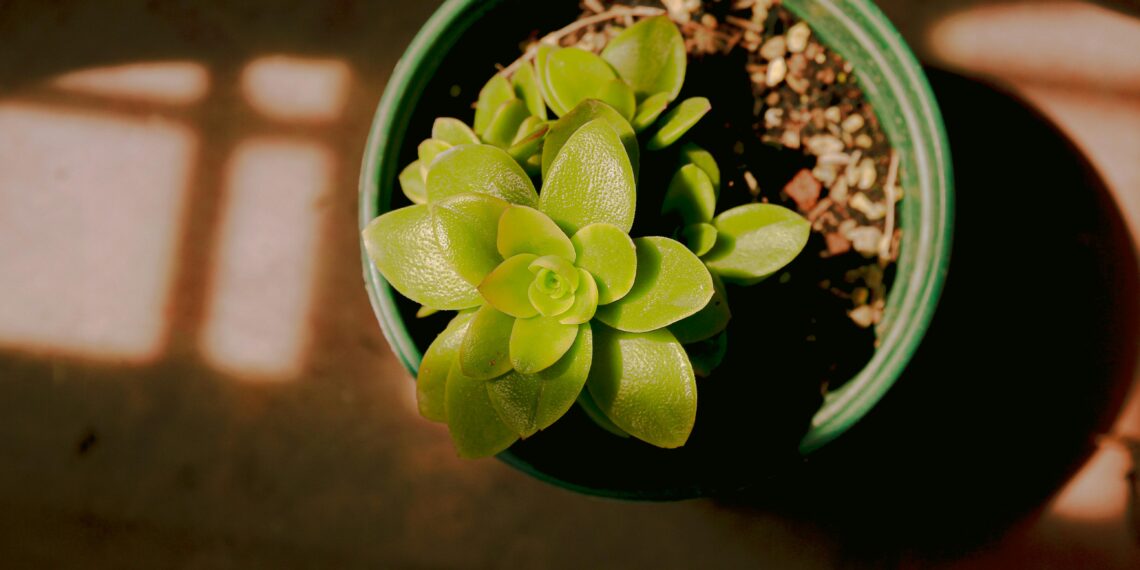 Sen Bilirsin / Birsen Kılıç