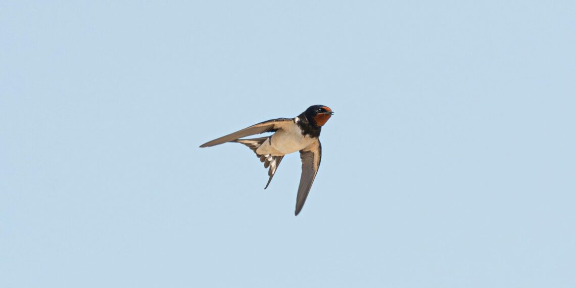 Göçse Bir Kırlangıç / Buğra Pişkincan