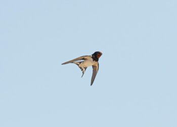 Göçse Bir Kırlangıç / Buğra Pişkincan