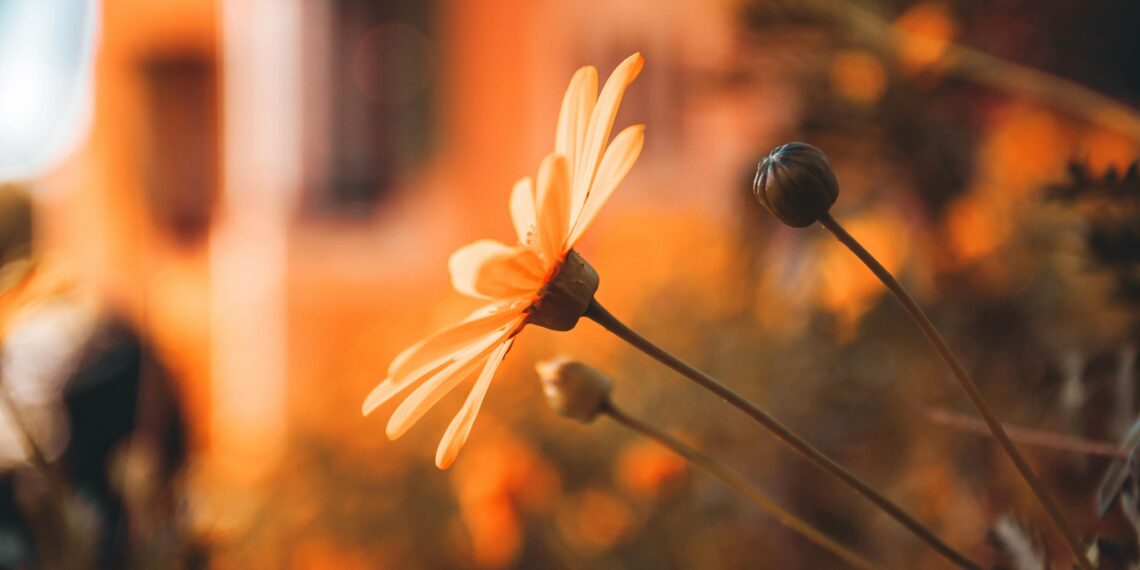 Kasımpatı / Pakize Özcan