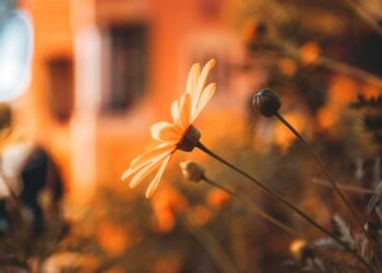 Kasımpatı / Pakize Özcan