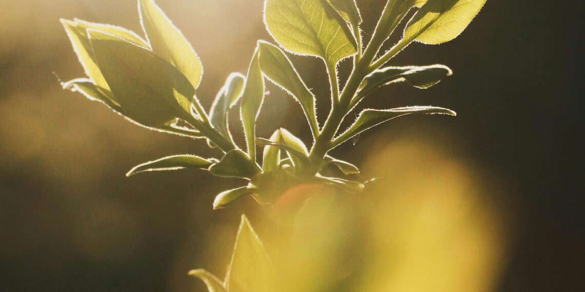 Hepinize Teşekkürler / Dilara Pınar Arıç