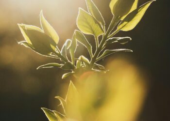 Hepinize Teşekkürler / Dilara Pınar Arıç