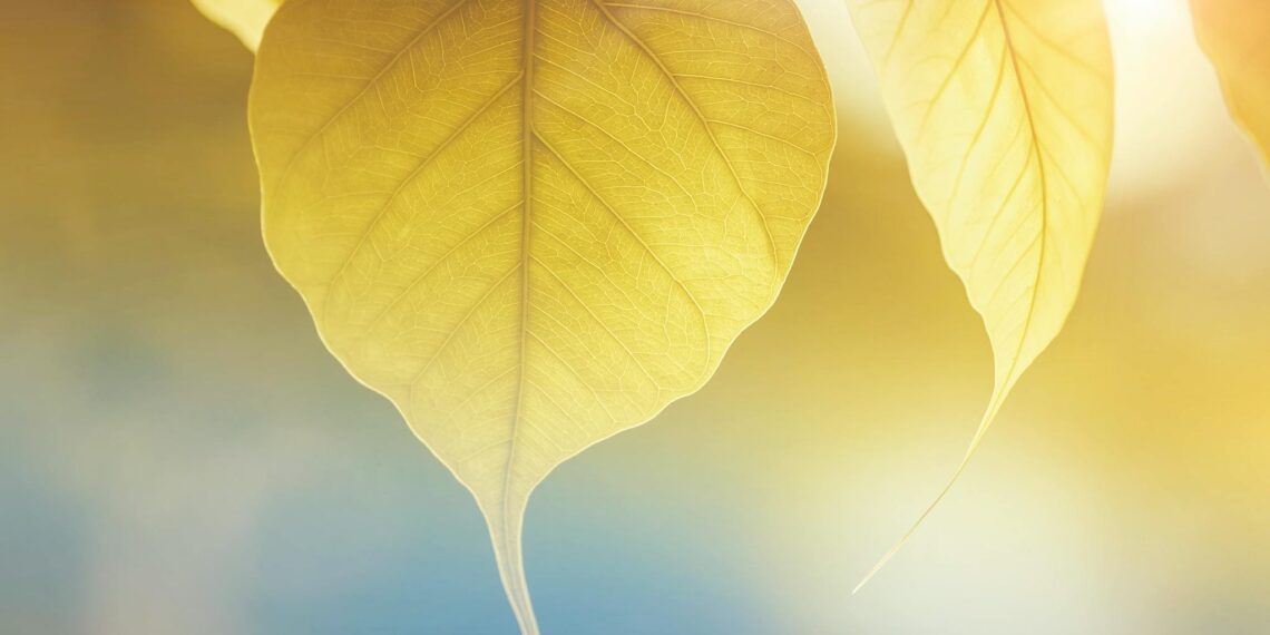 İtimadın İhaneti ve Ruhun Zırhı / Zümrüd-ü Sabah