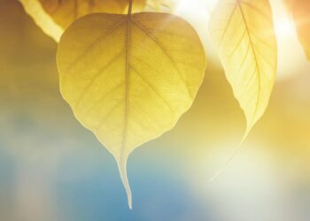 İtimadın İhaneti ve Ruhun Zırhı / Zümrüd-ü Sabah