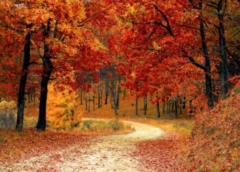 Sonbahar ve Sen / İremnur Aydın