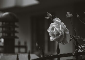 Güzel ve Dikenli / Asiye Yaşargün