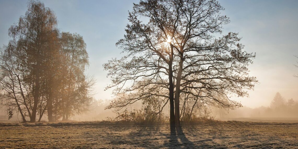 Hayat / Sevde Kapıcıoğlu