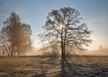 Hayat / Sevde Kapıcıoğlu